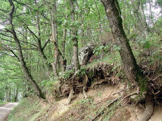 Can Janpere I Pardines Bagian luar foto